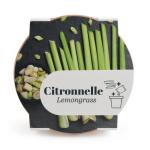 Radis et Capucine - Kit Citronnelle - Pot en Terre Cuite - 13 cm - PACKAGING_RECTO